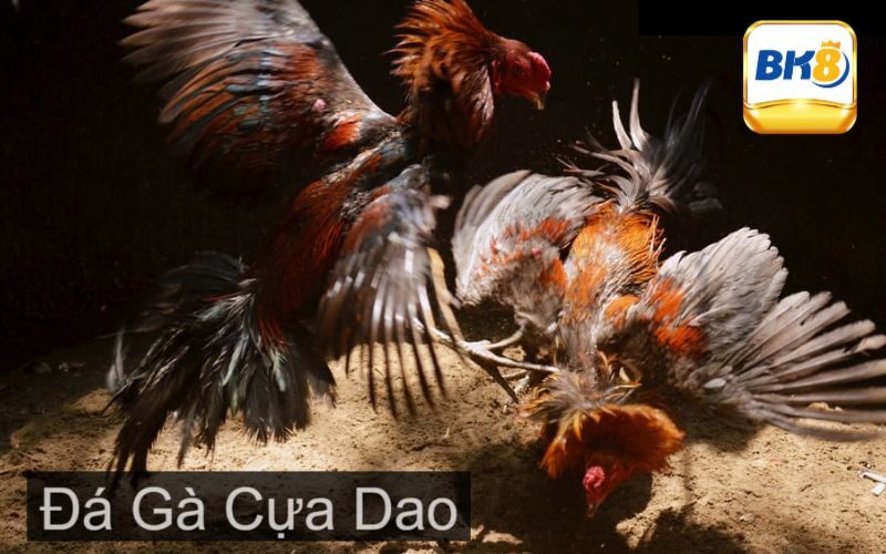 Đá Gà Cựa Dao - Bộ Môn Giải Trí Thú Vị & Độc Đáo Nhất 3 Các giống gà được chọn để thi đấu hình thức cựa dao