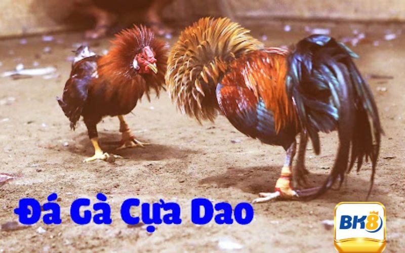 Đá Gà Cựa Dao - Bộ Môn Giải Trí Thú Vị & Độc Đáo Nhất 2 Tổng hợp luật chơi chọi kê cựa dao