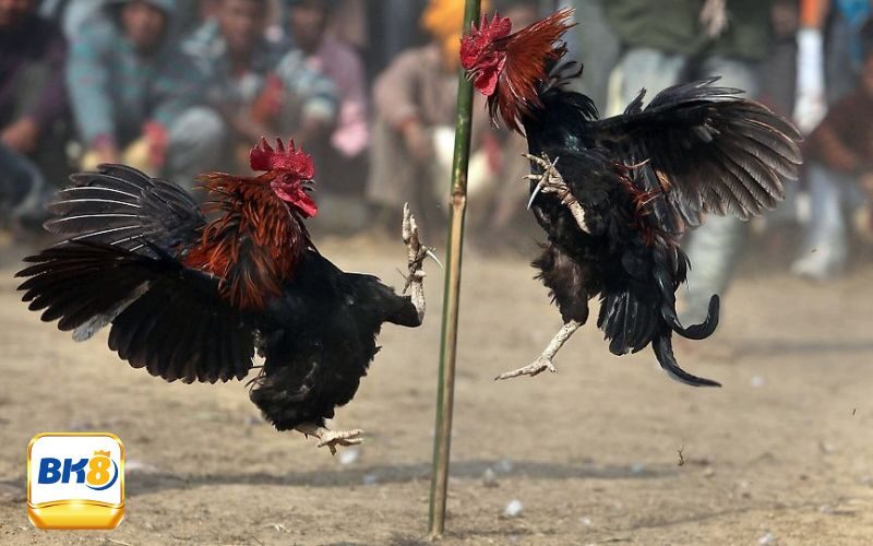 Đá Gà Hôm Nay - Thỏa Mãn Đam Mê Đỏ Đen Của Những Đại Cao Thủ 1 Khái niệm đá gà hôm nay